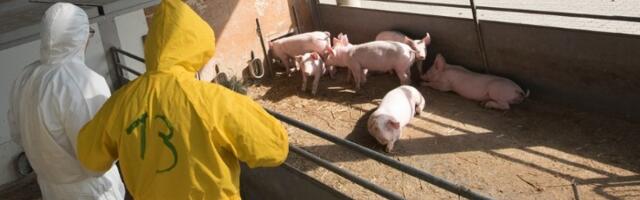 Afrička kuga svinja najviše se širi ljudskim faktorom: Evo kako virus ulazi u obore!
