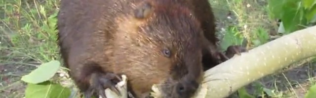 Dabar "napao" granu: Evo koliko mu treba da je pregrize (VIDEO)