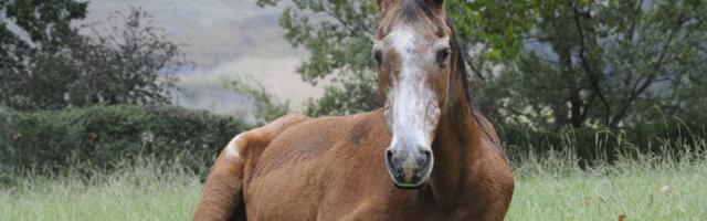 Mladić toliko pretovario konja drvima da se ovaj srušio (FOTO)