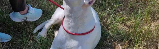 Rekordan broj pasa rase dogo argentino na Državnom prvenstvu u Velikoj Kopašnici kod Leskovca