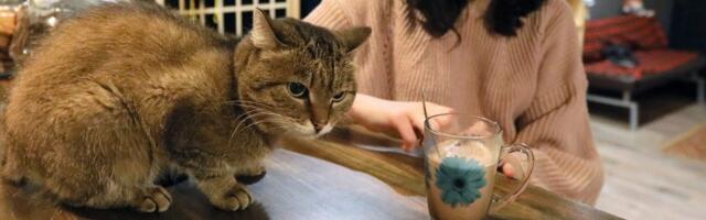 Mački nikada nemojte davati ovih pet namirnica: Mogu izazvati ozbiljne zdravstvene probleme