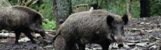 LOVCI PROTIV AFRIČKE KUGE! U Prokuplju pre roka otvorena sezona lova na divlje svinje I ZA TO POSTOJI DOBAR RAZLOG!
