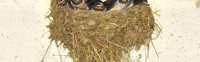 Traži se seosko domaćinstvo sa najvećim brojem lasta