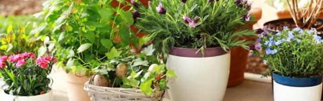 6 vrsta cveća koje ne treba orezivati u septembru