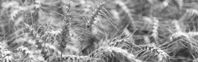 Ruski naučnici uzgajali ječam na beživotnom, "marsovskom" zemljištu