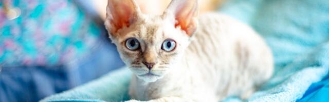 Nemački reks: Mačka tankog kovrdžavog krzna voli pse i decu, ali joj brkovi "ne rade" i ima krhko zdravlje