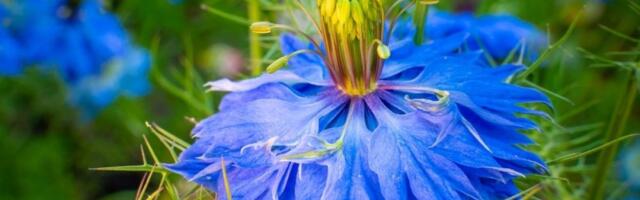 Bašta kao iz časopisa: Jedna biljka pretvara dvorište u šareni raj, a uspeva svima (VIDEO)