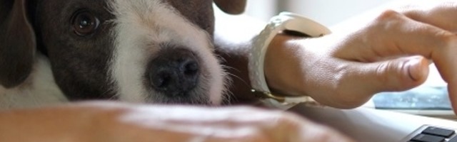 Većina ljudi koja posluje od kuće radi jednu stvar, ali stručnjaci upozoravaju: Obratite pažnju na bezbednost!