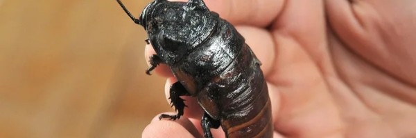 Nazovite bubašvabu imenom svoje bivše