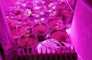 LABORATORIJA KANABISA U RATINI