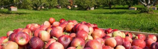 Ни један килограм чачанских јабука није извезен у Русију током претходних месеци: Воћари робу пласирају на домаће и регионално тржиште
