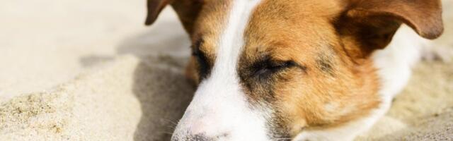 Komšijskog psa ubio nožem: Telo životinje bacio u kontejner