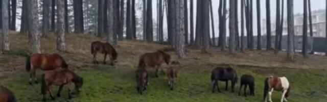 Ko se danas zadesio na ovom mestu u Srbiji, pravi je srećnik! Pogledajte nestvarne prizori sa poznate planine