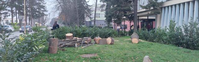 Stabla ispred PMF-a isečena zbog „dotrajalosti“, kažu na fakultetu