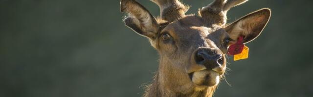 Irvas - čudesna životinja severa i simbol polarnih predela