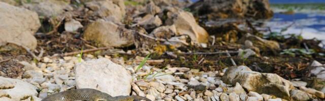 Zmije mrze miris ove biljke: Posadite je u dvorištu i više se neće približavati vašoj kući