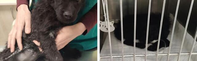 Zbog ovog šteneta plače Srbija: Zvezdica iz šume spasena od krpelja, nije pobegla parvo virusu