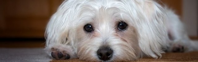 NEVEROVATNO! On izgleda kao da je igračka! (Video)