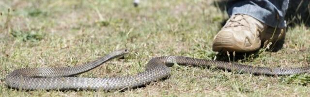 POSKOK IZBEZUMIO LJUDE! Opasna otrovnica pronađena na neubičajenom mestu! "KAD NE BIH UMRO OD UJEDA, UMRO BIH OD STRAHA" (FOTO)