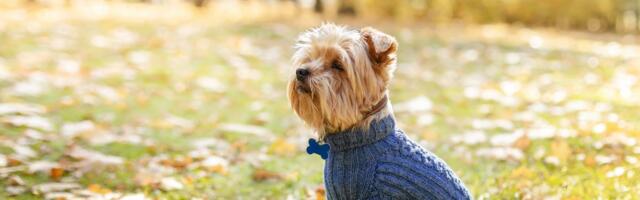 Svetlana plete odeću za kućne ljubimce: Žika je njen "stručni konsultant" za udobnost