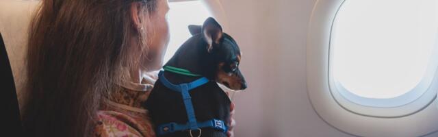 Specijalni avion iz Abu Dabija sa 101 grčkim državljaninom i 47 kućnih ljubimaca sinoć sleteo u Atinu