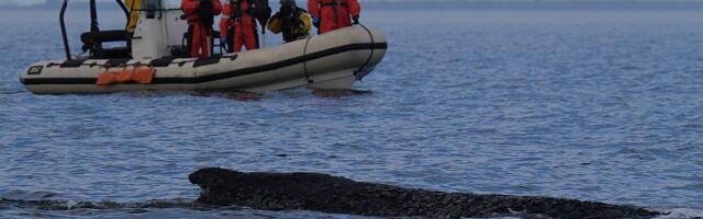 Prekinuto spasavanje kita u Nemačkoj: Životinja previše iscrpljena i bolesna da bi preživela