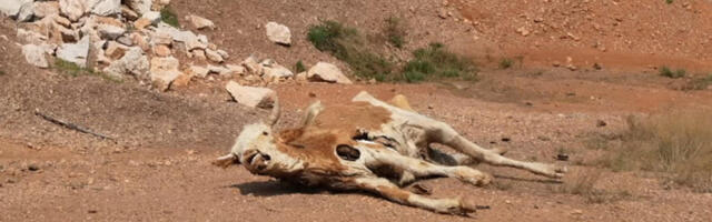 VLAST NESPOSOBNA DA OBEZBIJEDI VODU – Suša uzima danak: Počelo uginuće stoke u Sjenici