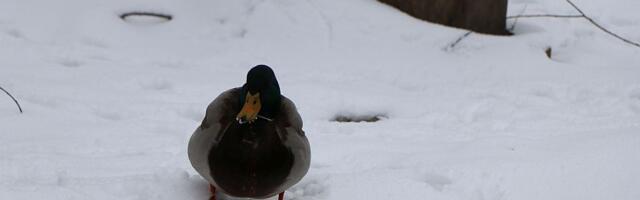 Batut upozorio na talas hladnoće do 17. januara: U kategoriji veoma opasne pojave u Južnobačkom okrugu