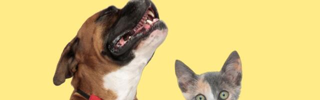 Kako da prepoznate da vaš ljubimac ima bolove: Najčešći SKRIVENI POKAZATELJI patnje kod pasa i mačaka