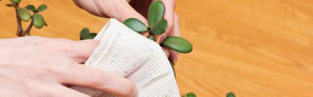 Biljka koja privlači prosperitet traži jednu sitnicu: Ako grešite u ovome, izgubiće boju