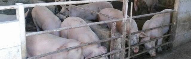 Trend rasta cena stoke nastavljen, telad i prasad sve skuplja na stočnim pijacama