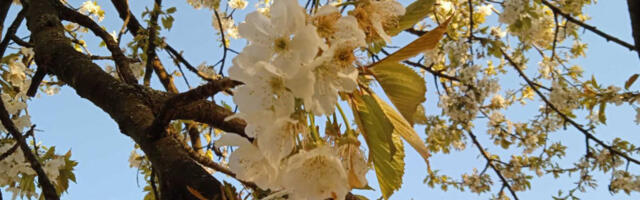 Данас углавном ведро и суво, температуре до 23 степена