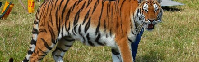 Tigar iskočio iz cirkuske arene ka publici: Nema povređenih, ali je pokrenuta istraga