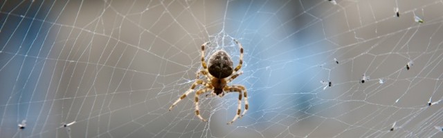 Trik posle kojeg nijedan pauk neće biti u prostoriji