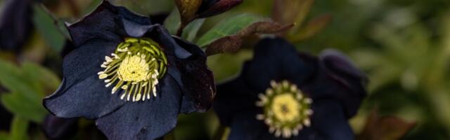 Crno CVEĆE je hit na mrežama - najorginalniji ukras bašte i balkona (VIDEO)