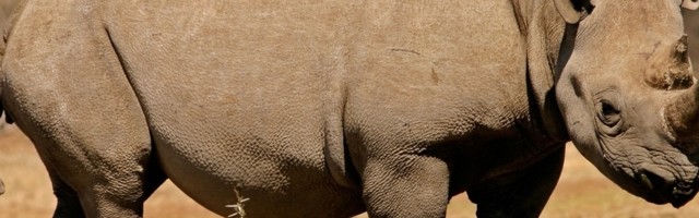 Lovokradice su u poslednjoj deceniji ubili preko 7.000 nosoroga