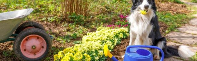 Velika opasnost u vrtu: Ova prelepa biljka uništava sve pred sobom (FOTO)