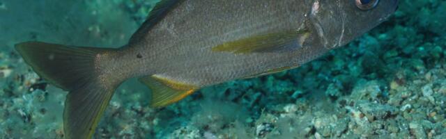 Posle 10 godina u Jadranu je ponovno ulovljena ova riba: Može da naraste i preko pola metra