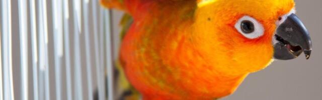 Snimak koji je srušio internet: Papagaj voli svog vlasnika više od njegove supruge (VIDEO)