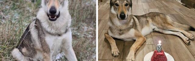 Nestao čehoslovački vučji pas Aki, vlasnik nudi nagradu 10.000 evra i apeluje: Nemojte da ga lovite!