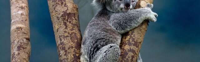 Koale postaju australijski paradoks
