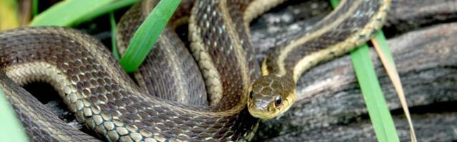 Kako oterati zmije? Stavite ovo u dvorište i bežaće kao lude - više se nikada neće pojaviti