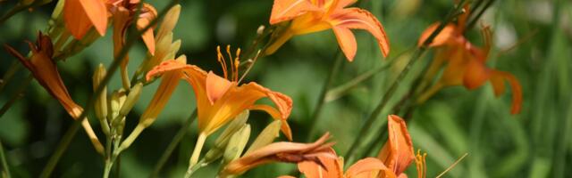 Biljka koja uspeva i kad je zaboravite: Vojvodina je puna ovog narandžastog cveća, evo kako da ga posadite sad