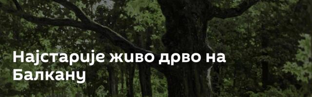 Најстарије живо дрво на Балкану