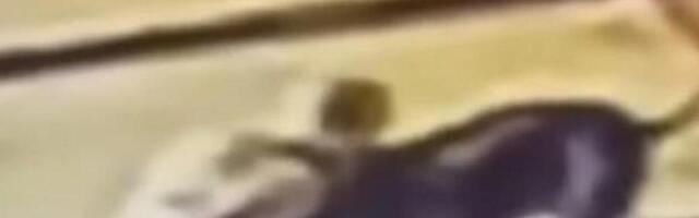 Video gledate na svoju odgovornost, nije za mlađe od 18! Baka branila svog psa od pitbula, pa ga ujela za VRAT