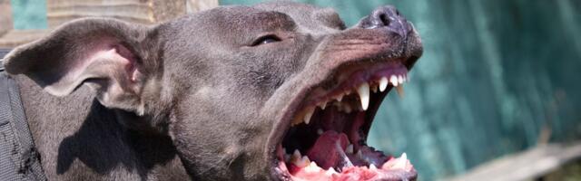 Bebu i deku pokidali njihovi pitbulovi: Majka je bespomoćno vrištala, komšije opisale potresne scene