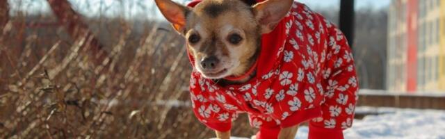 5 rasa pasa koji ne podnose zimu: Hladnoća im je najveći neprijatelj (FOTO)