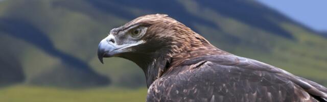 Nakon decenije borbe, orao krstaš se vraća na nebo iznad Srbije