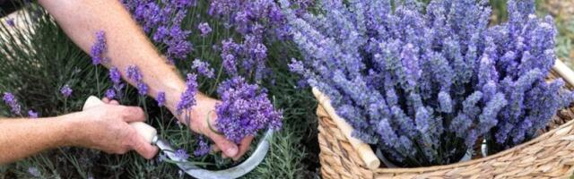 Svi greše kada presađuju lavandu: Evo kako da je ne uništite - saveti zlata vredni