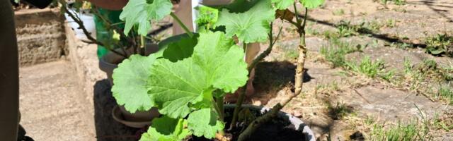 Kraj aprila - idealan trenutak za iznošenje cveća na sunce u dvorištima (FOTO)